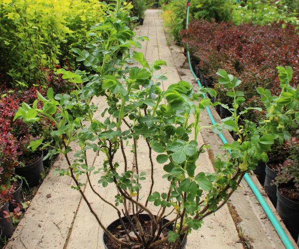 Роза морщинистая Alba – купить саженцы розы в питомнике «Растения для сада»